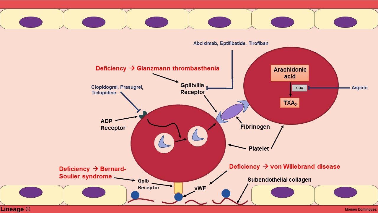 Von Willebrand Disease