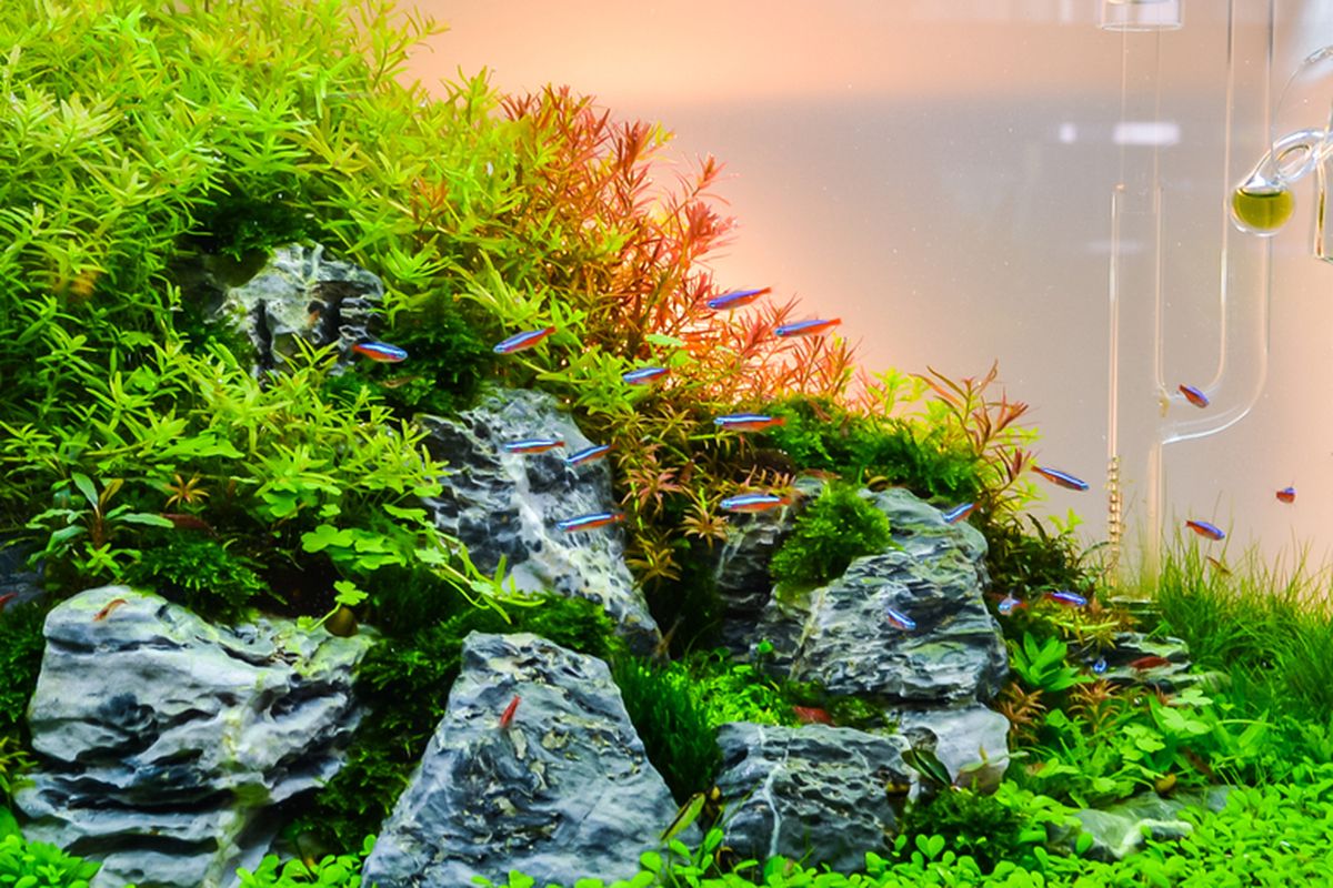 aquascape