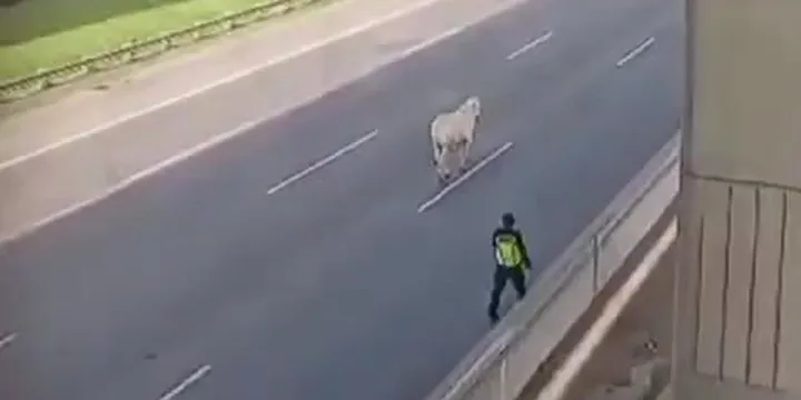 Sapi Mengamuk di Tol Jakarta-Cikampek, Lalu Lintas Sempat Lumpuh